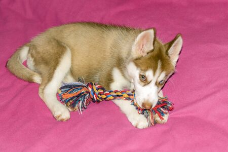 Husky puppy playing with dog's toy Siberian beautiful white and brown dog.の写真素材