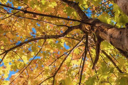 Yellow tree leaves on a blue sky background. Autumn golden trees.