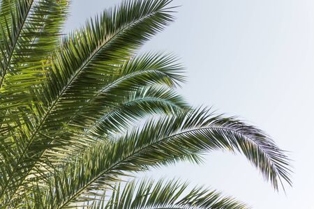 Palm leaves on a sky blue background. Palm tree background. Copy space.の写真素材