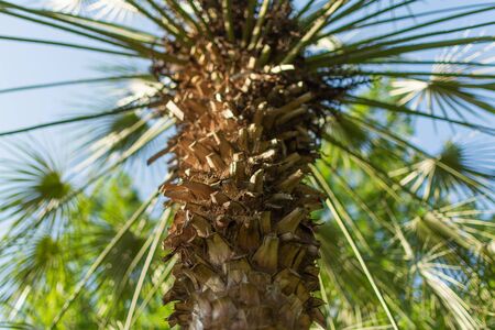 Palm leaves on a sky blue background. Palm tree background.の写真素材