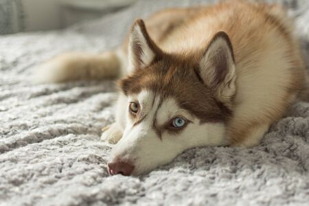 Bicolored brown husky dog laying in a bed and posing. Siberian Husky at home looking at camera closeupの写真素材