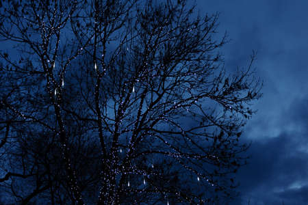 Winter holiday night outdoor with branched tree illuminated with shiny Christmas lights on dark mood...