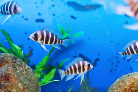 Beautiful underwater world with tropical fish. Fish swimming in clear blue water with air bubbles.