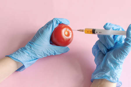Chemical processing of vegetables, fertilizers and GMOs. Hand of person injects chemicals into tomato, GMO fertilizers and chemicals with a syringe to increase the shelf life of vegetables.の写真素材