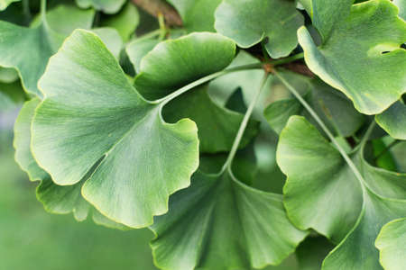 Ginkgo biloba green leaves on tree. Gingo leaves background. Alternative medicine.