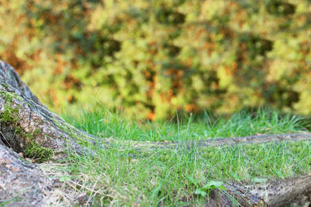 Natural background mockup over blurred green outdoor. Template for design.の写真素材