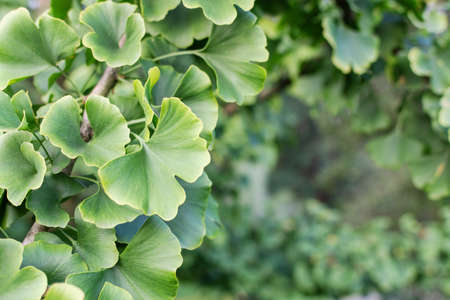 Ginkgo biloba green leaves on tree. Gingo leaves background. Alternative medicine.の写真素材