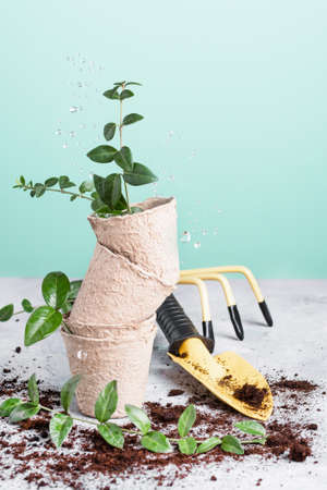 Growing plants in a germinating eco friendly containers for sprouts. Home greenhouse, gardening.の写真素材