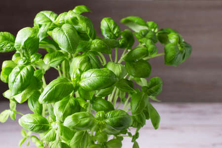 Basil in flowerpot on wooden table. Home gardening hobbies.の写真素材
