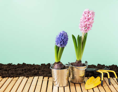Spring hyacinth flowers in pot and gardening tools on soil over green background. Home spring...