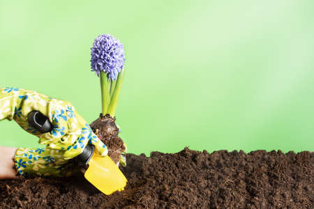 Women hand planting spring hyacinth flower into soil over green background. Spring gardening...