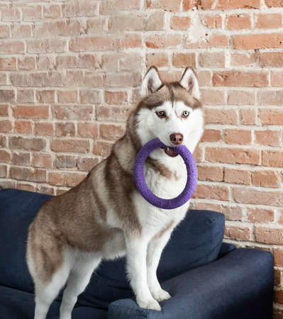 Husky dog playing with ring toy at home on sofa over brick wall.の写真素材