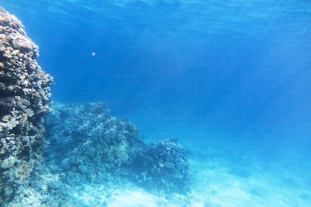Background of underwater landscape with coral reef. Depth of blue sea.の写真素材