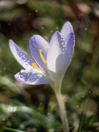 Macrophoto of purple spring crocuses in the early morning with dew outdoor. Spring flowers in grass...