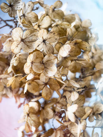 Withered hydrangea flowers closeup over blue blurred background. Macro photo of dried Hortensia flowers.の写真素材