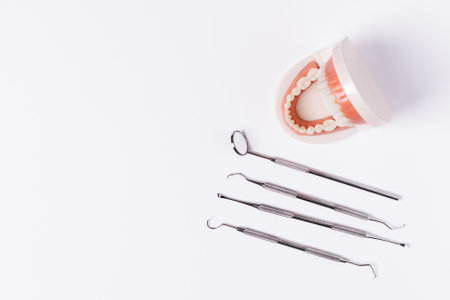 Jaw teeth model and dentist tool on white background.