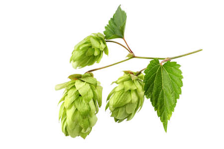 Hop cone isolated on white background. Hop plant for brewing beer.の写真素材