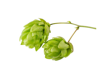 Hop cone isolated on white background. Hop plant for brewing beer.