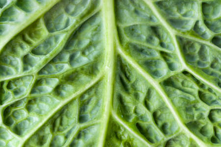 Macrophotography of savoy cabbage leaf texture. Savoy cabbage leaf background closeup. Food background.の写真素材