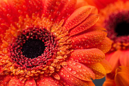 Orange gerbera flower with water drops close up. Macro photography of gerbera flower head.の写真素材