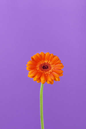 Single orange gerbera flower over purple background. Minimalistic greeting card with gerbera flower.の写真素材