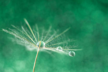 Dew water drop on dandelion seed, macrophotography. Fluffy dandelion seed with beautiful...