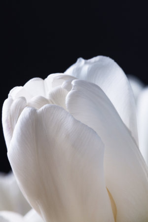 White tulip over black background. Spring tulip flower head closeup. Flower postcard.の写真素材