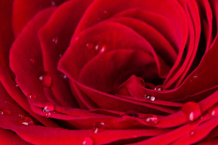 Beautiful red rose flower with water drops closeup. Macrophotography of rose flower head. Natural...