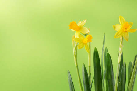 Yellow daffodils flowers on green background. Springtime nature background. Happy Easter greeting card.の写真素材