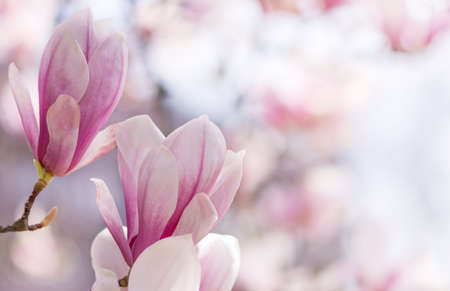 Beautiful blooming magnolia branch in spring closeup. Flowering magnolia tree.