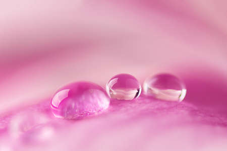 Beautiful water drops on pink petals of magnolia flower close up. Macro photo of dew drops on flower.の写真素材