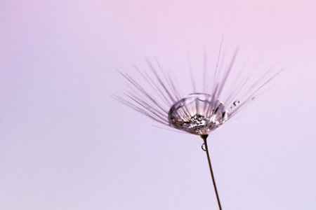 Dew water drop on dandelion seed, macrophotography. Fluffy dandelion seed with beautiful raindrop.の写真素材