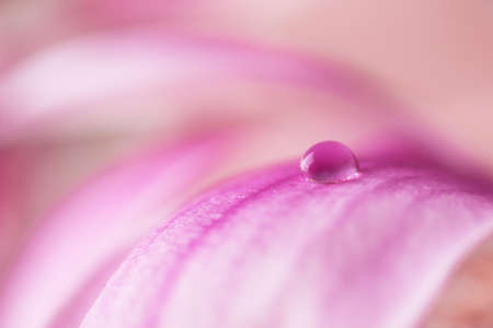 Beautiful water drop on pink petals of magnolia flower close up. Macro photo of dew drop on flower.の写真素材