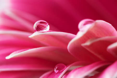 Pink flower petals  with water drop close up. Macro photography of gerbera flower petals with dew.