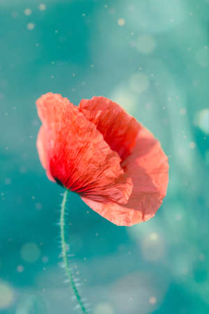 Red poppy flower closeup. Single poppy flower macro photo.の写真素材