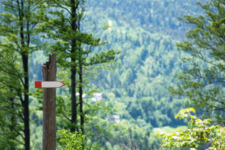 Mountain forest landscape. Beautiful mountain woodland scenery.