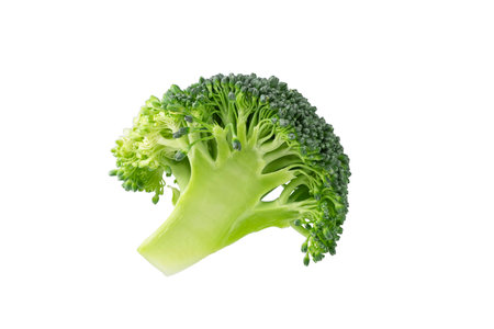 Fresh broccoli isolated on white background.  Broccoli cabbage slice for design.の写真素材