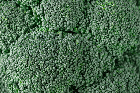 Fresh vegetable broccoli closeup. Macro broccoli head.の写真素材