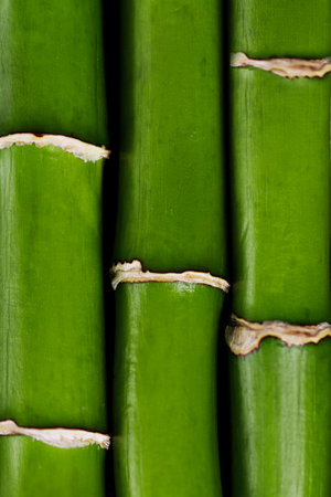 Bamboo stems closeup background. Green bamboo shoots in a row. Bamboo fence wallpaper.の写真素材