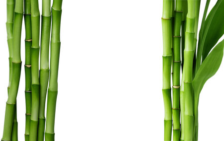 Branches of bamboo isolated on white background. Bamboo shoots with bamboo leaves for design.の写真素材