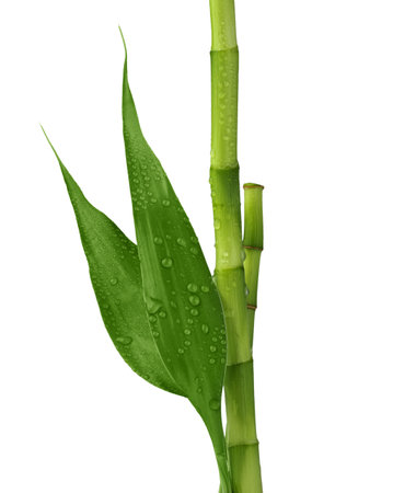 Branches of bamboo isolated on white background. Bamboo shoots and bamboo leaves with raindrops for design.の写真素材