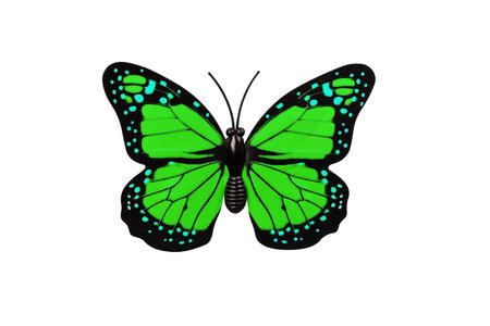 Green butterfly isolated on white background top view. Butterfly as an element for design.の写真素材