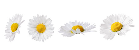 Set of white Chamomile flower isolated on white background. Daisy flower, medical plant. Chamomile flower head as an element for your design.の写真素材