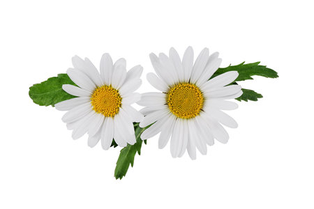 White Chamomile flower with chamomile leaf isolated on white background. Daisy flower, medical plant. Chamomile flower head as an element for your design.の写真素材