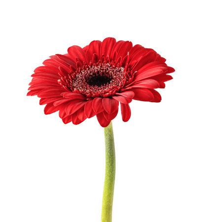 Red gerbera flower isolated on white background. Gerbera flower head for your design.の写真素材