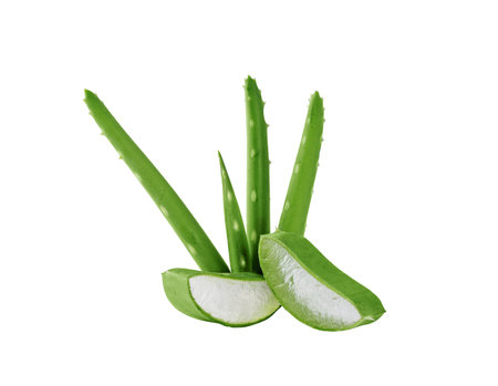 Fresh Aloe vera slice isolated on white background. Aloe vera leaf slice for design of herbal medicine or skin care treatment.の写真素材
