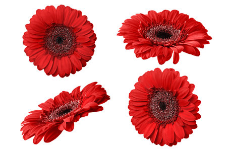 Red gerbera flower isolated on white background. Set of Gerbera flowers for your design.の写真素材