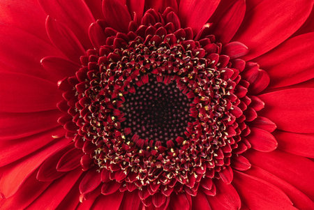 Red Gerbera flower close up. Macro photography of Gerbera flower head.の写真素材