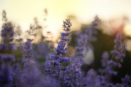 Beautiful purple flowers in sunlight.  Perennial plant Nepeta wallpaper.  Catmint flower in the garden.の写真素材