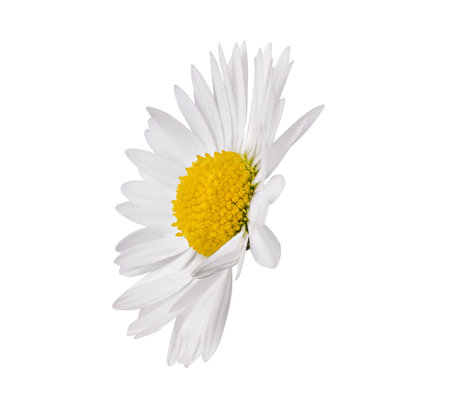 White Chamomile flower isolated on white background. Daisy flower, medical plant. Chamomile flower head as an element for your design.の写真素材